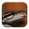 snake sounds android application logo